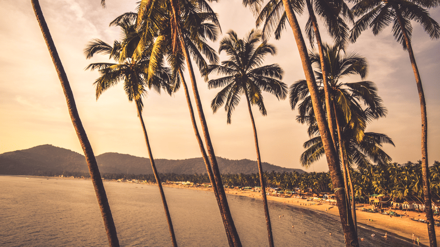 palm trees at a beach in Goa with the sea and beach in the background 