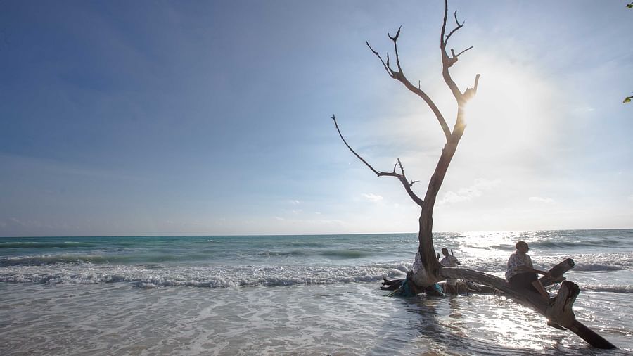  A picturesque scene of a lone tree along the coastline, with a person sitting by the water. The setting captures the beauty of nature with a calm, reflective mood - Coral Reef Resort & Spa, Havelock