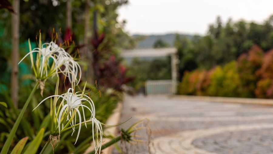 a close up image featuring a white coloured flower growing alongside the stone pathway - Darza Resorts