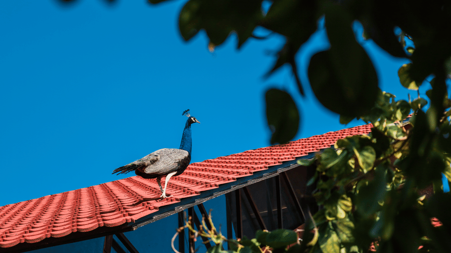 A peacock standing on a red-tiled roof at Estherea Resort & Spa, Jaipur, set against a clear blue sky.