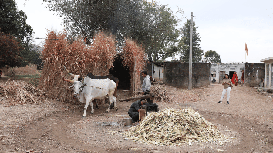 jaggery making at village