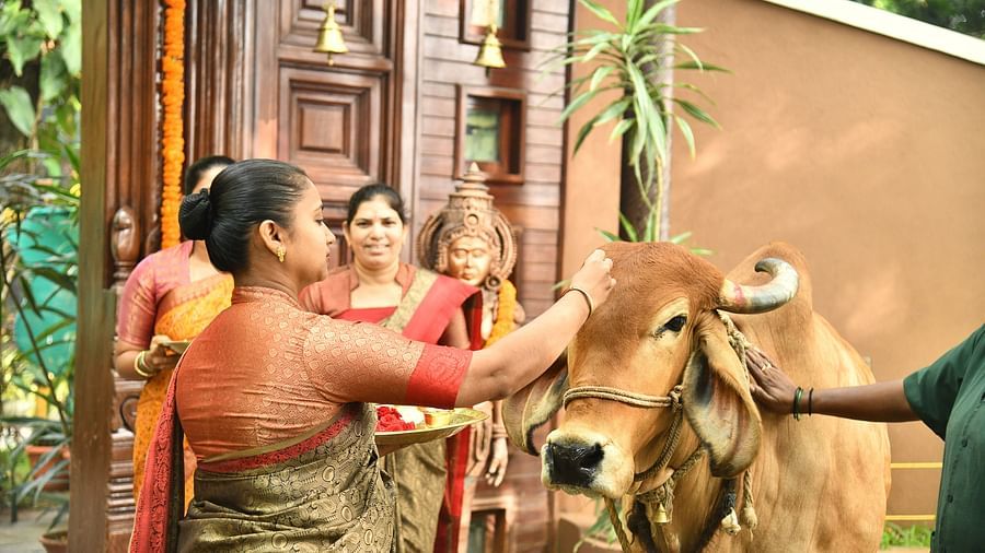 staff worshipping the divine cow at hoysala village resort, hassan