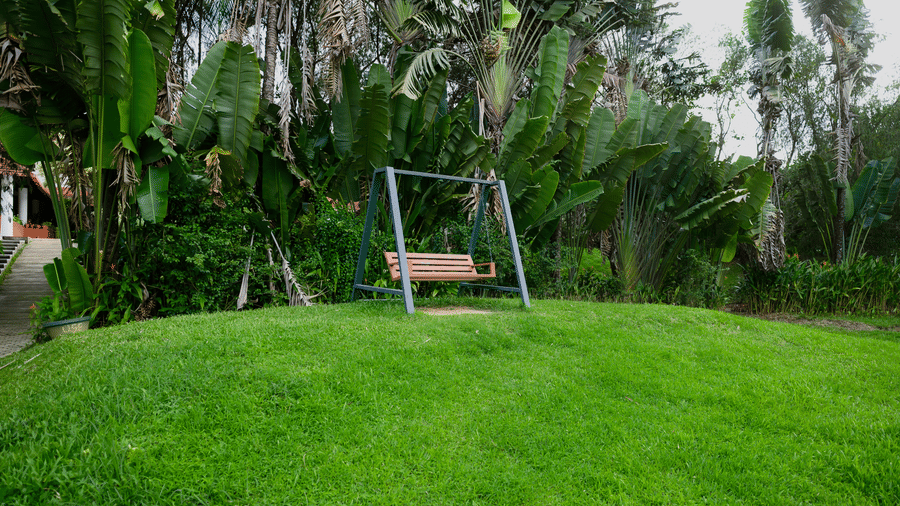 Metal frame swing bench positioned on a raised grassy lawn surrounded by broad leaves and tall palm trees at Kadkani River Resort, Coorg.  