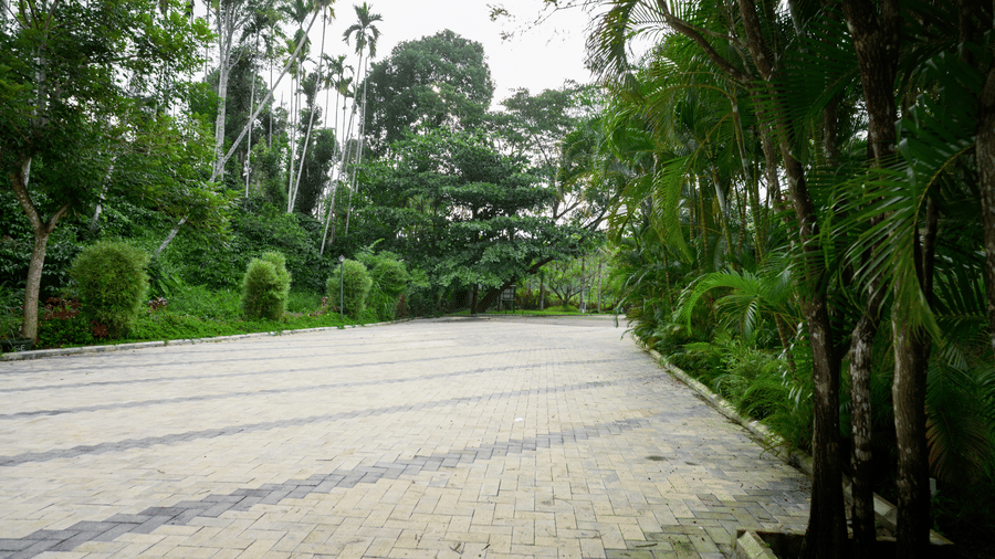 A wide driveway paved with light grey interlocking stones, bordered by tall green palm trees, shrubs, and dense forest at Kadkani River Resort, Coorg.