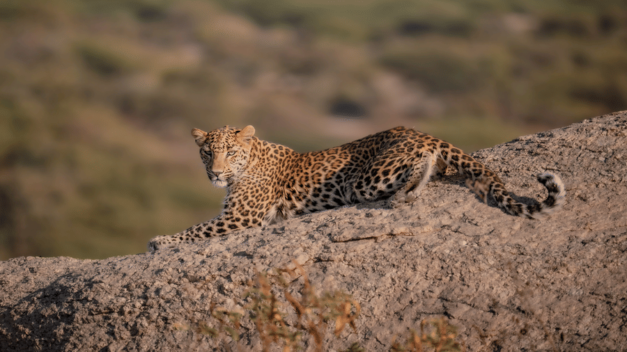 A leopard sitting on a montain slope in the daytime.