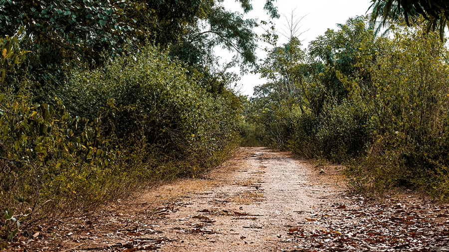 A rustic dirt track winding through dense green trees and wild shrubbery in a forest landscape.