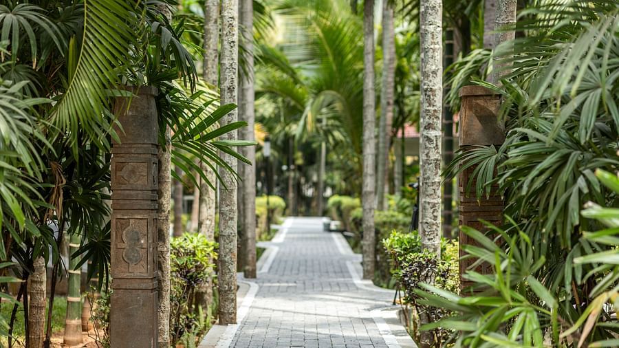 A paved pathway leading through a dense grove of palm trees and lush foliage - Mango Hill Resort, Coimbatore