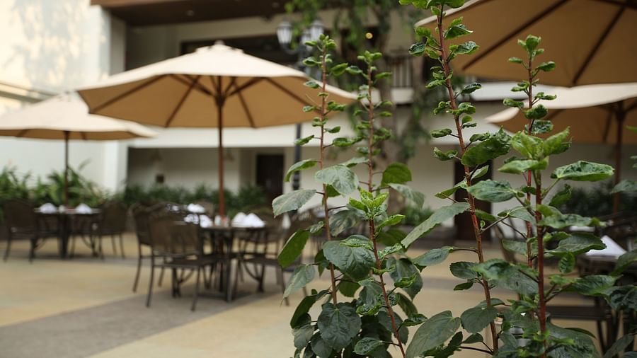 A plant gets focused as the resort dining area is visible in the background - Rhythm Lonavala