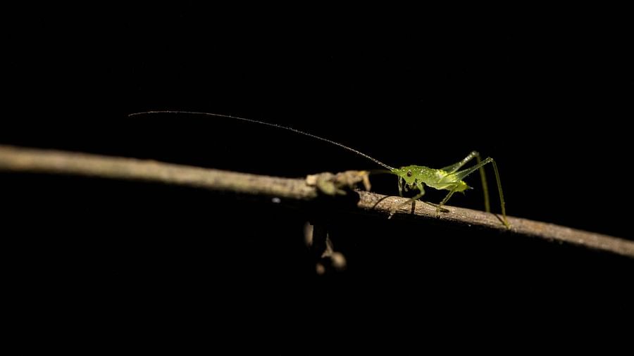 A photo of an insect on a branch, captured in the day light, with a dark background.
