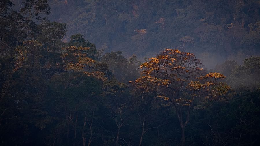 A close-up image of the forest captured in the night, with a lot of trees.