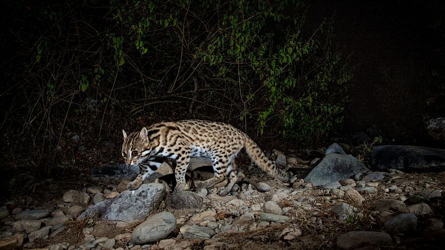 A photo of a leopard walking through the jungle captured at night.
