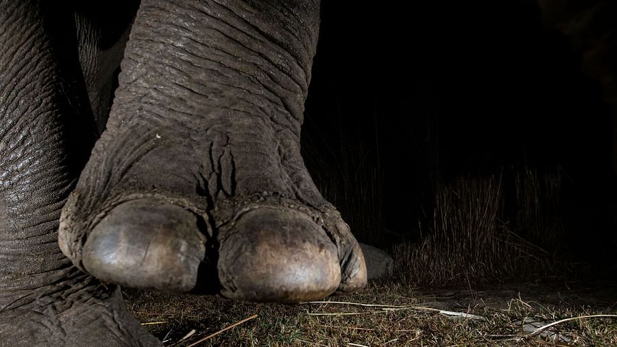 A close-up photo of an elephant's foot.