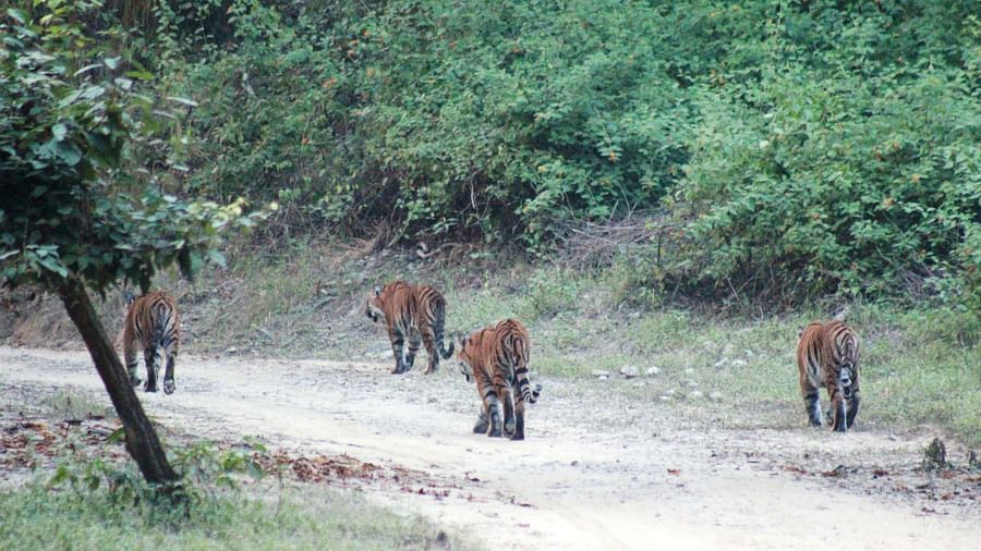 An image of a tigers roaming around in the forest