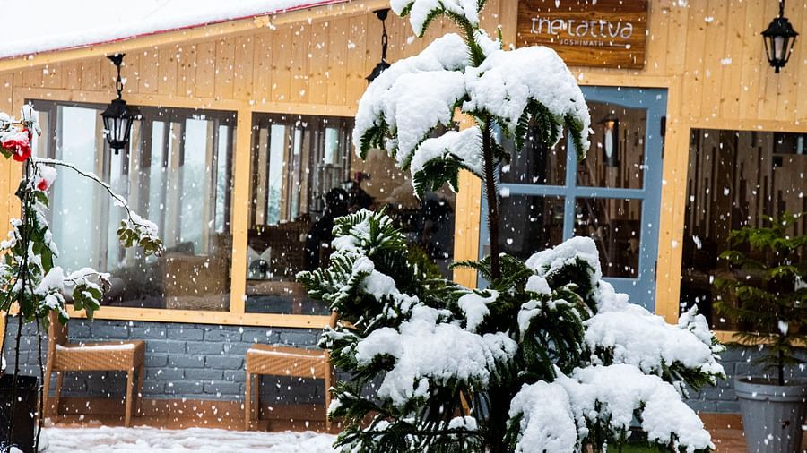 image of a tree cover with snow with the a wooden cabin at the tattva, joshimath in the background