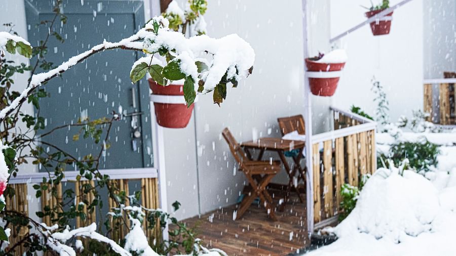 image of green plants outside the villas at the tattva, joshimath covered with snow