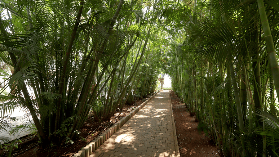 A scenic stone walkway at the Trance Sunderban Resort, flanked by thick, vibrant green bamboo stalks that create a secluded natural canopy.