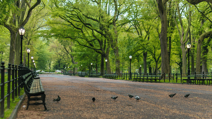 A peaceful tree-lined avenue in a park with a wooden bench, walking path, and pigeons foraging on the ground.