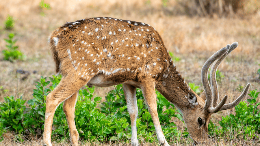 A majestic spotted deer with antlers grazing on low grass near green bushes - Umaria Safari Camp
