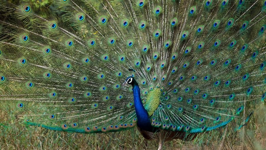 An overview of a peacock with its feathers open - Utsav Camp Sariska