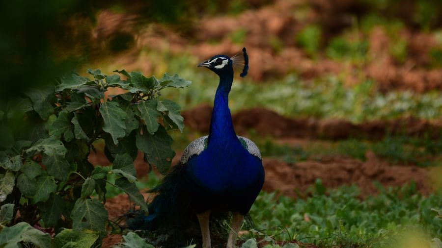 A close-up image of peacock standing on the ground.