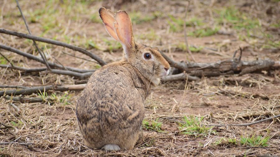 A picture featuring a rabbit resting on the ground with grass in the day time