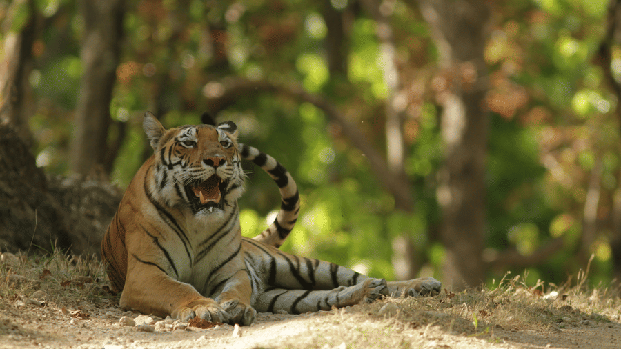 An overview of a tigress sitting on the ground while opening her mouth surrounded by greenery.
