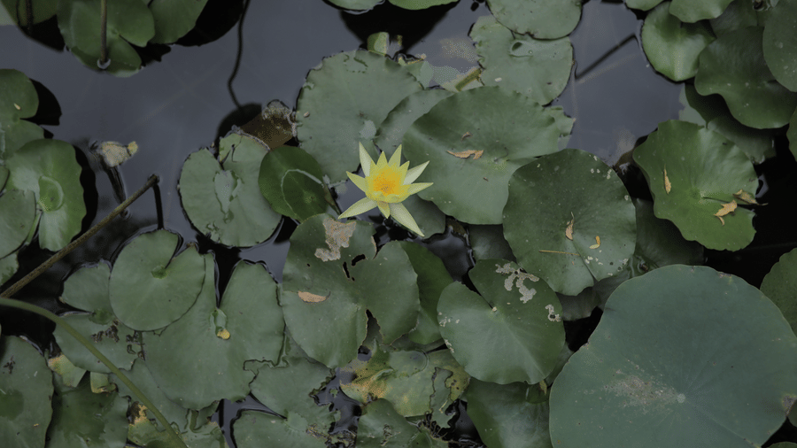 Nature-9