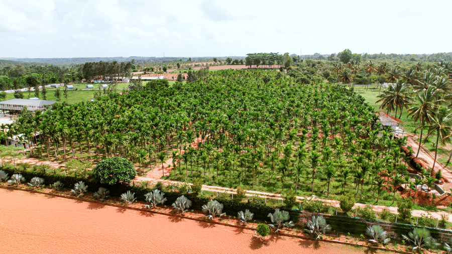 An aerial view of a large plantation field with neat rows of green trees bordered by an orange dirt pathway | Vintage Trails By Ilara