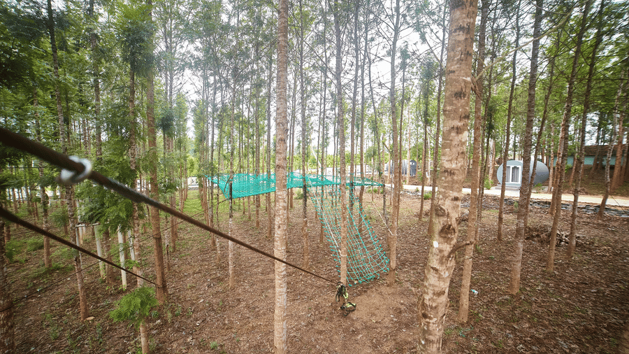 A zipline or adventure course with ropes and harnesses, set amidst a dense grouping of tall, slender trees - Vintage Trails By Ilara