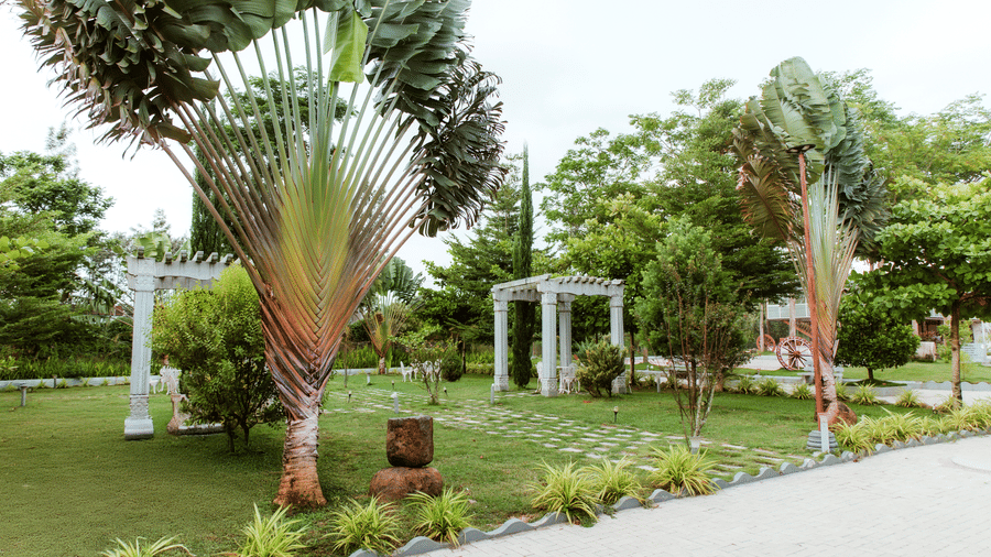 A manicured green garden featuring distinctive fan-shaped traveller's palm trees and white decorative arches | Vintage Trails By Ilara