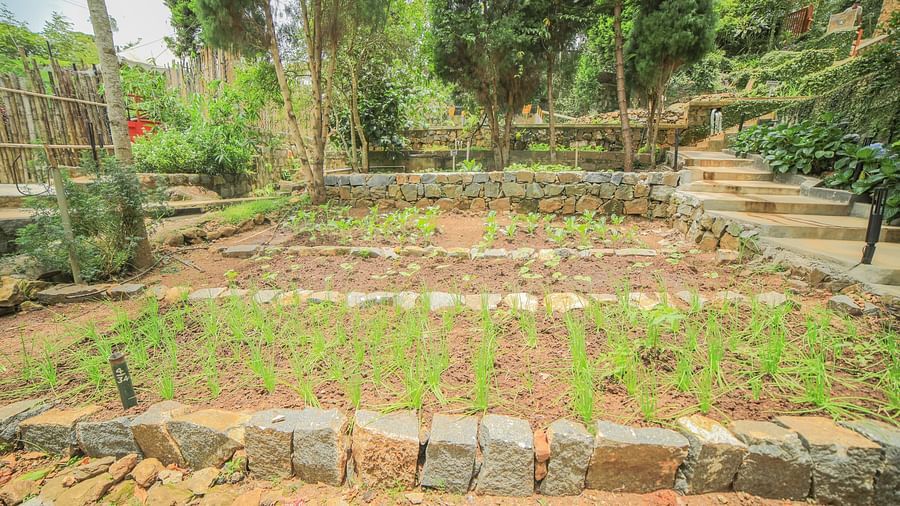Image of a garden with vegetables growing on it and trees on the the background at WOW Bison Woods.