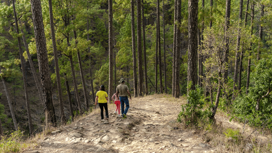 Two people are walking on a path through a pine forest near Ziran Retreat.