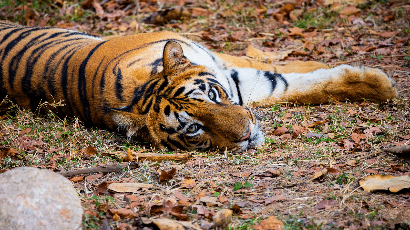 A Bengal tiger lying on the ground at Trees N Tigers, Tadoba.