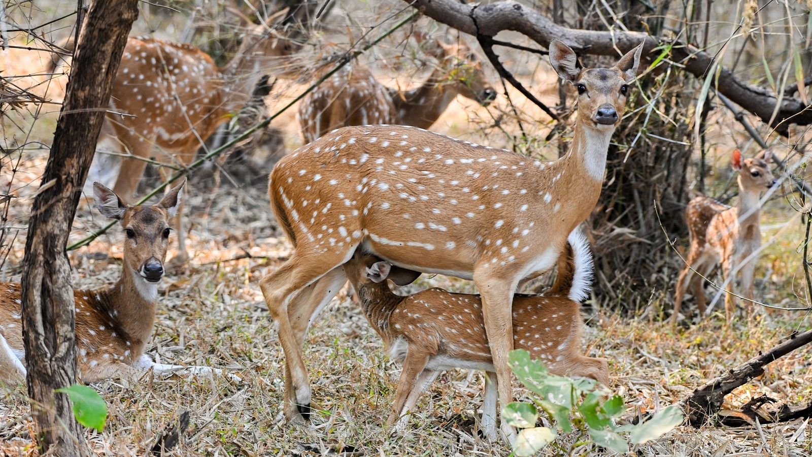 A baby deer drinking milking from its mother while she looks at the camera at Trees N Tigers, Tadoba.
