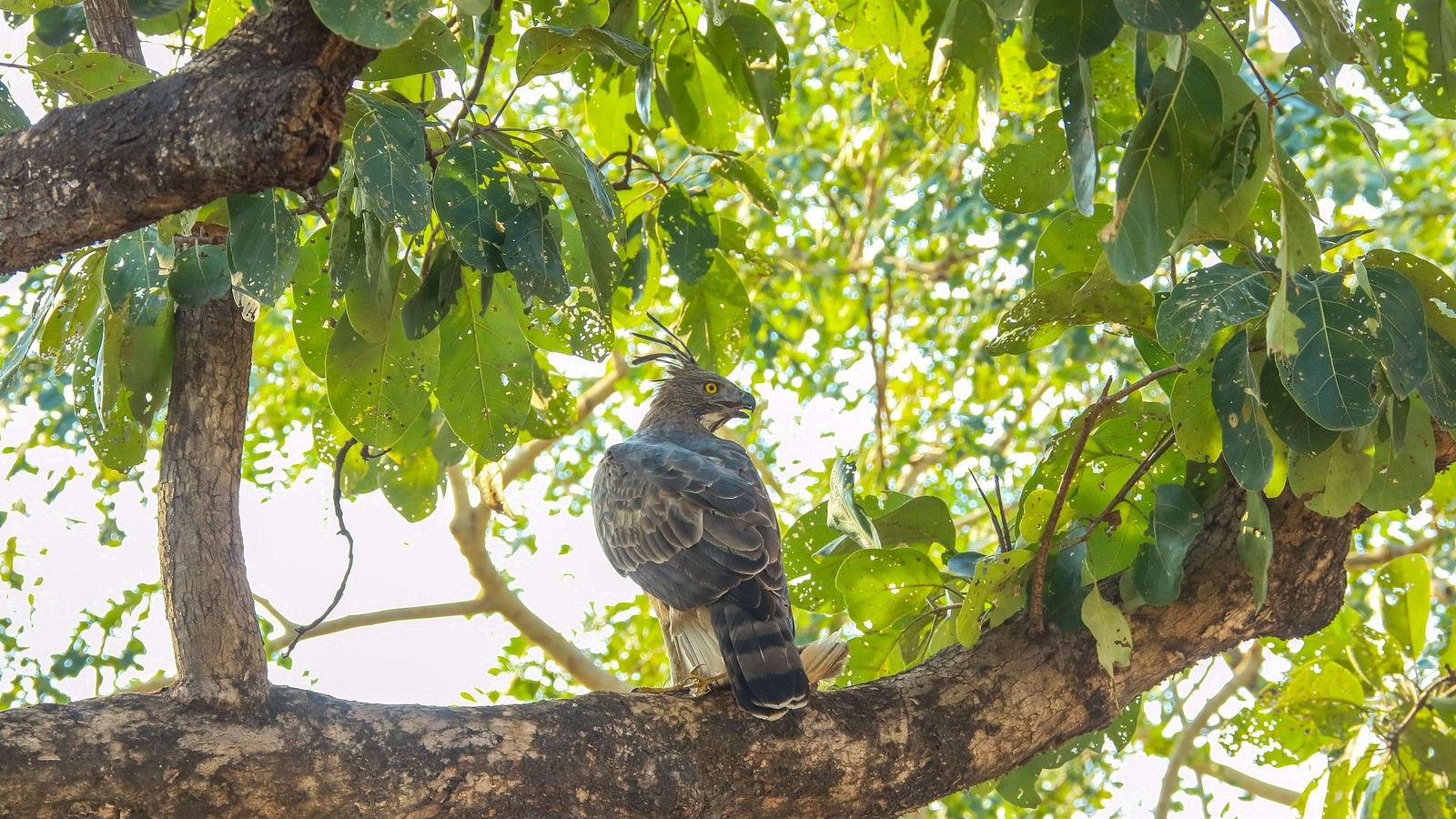 A close up shot of a bird perched on a branch at Trees N Tigers, Tadoba.