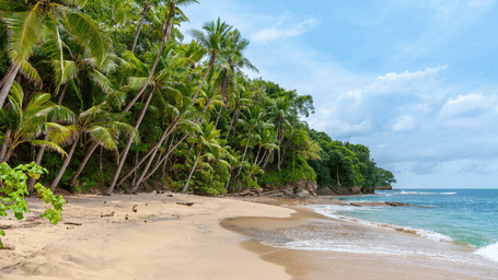 A tropical beach with green trees, palm trees, and clear blue water.