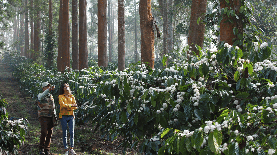 Guests exploring a coffee plantation in full bloom at Evolve Back Coorg