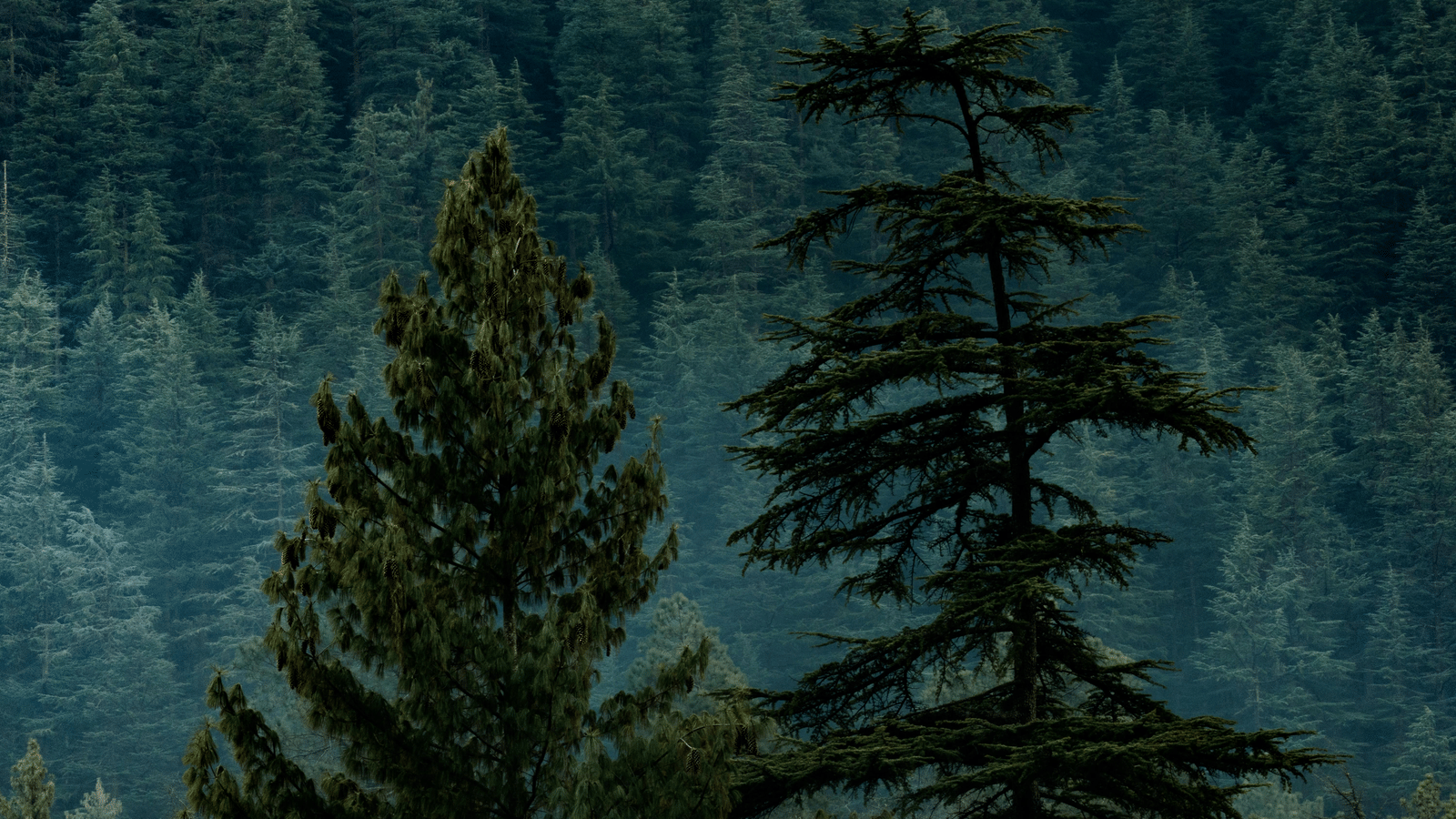 Dense forest with towering evergreen trees shrouded in mist.