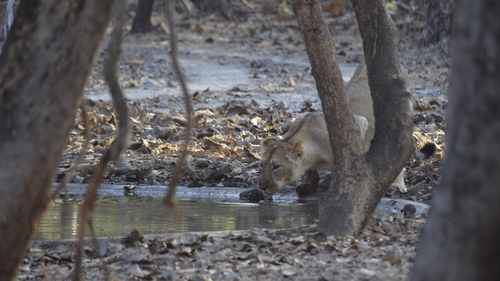Image of a lion drinking water from a stream in a forest. | Amraness