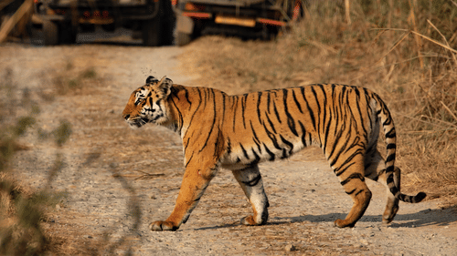 A Bengal Tiger crossing a trail on a sunny day