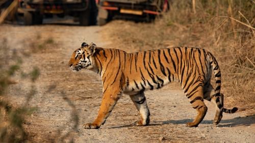 A tiger crossing a trail 