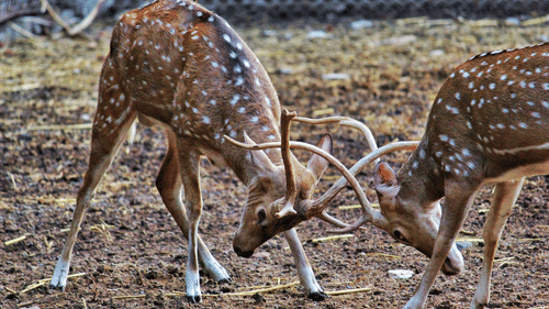 An image of two spotted deer playing in a open field