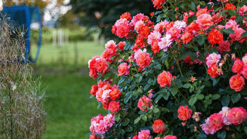 An image of a rose plant in full bloom
