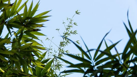 Bamboo Forest-22