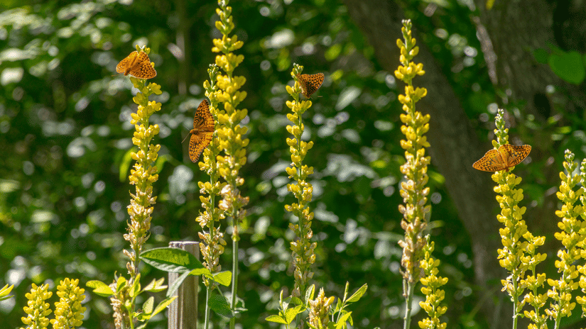 A close-up shot of several monarch butterflies perched on tall, vibrant yellow flower stalks among green foliage