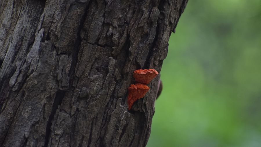 a tree bark