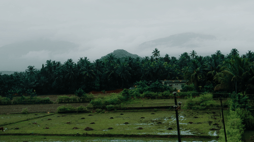 A winde-angle shot of a field on a rainy day with marshy landscapes surrounded by lush greenery.