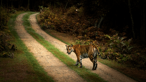 An adult tiger walks across a winding, unpaved dirt path lined with grass and dense tropical foliage, turning its head to look back over its shoulder.