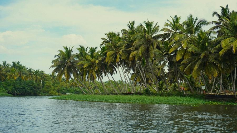 A serene backwater scene in Kerala, India, with lush green vegetation and tall coconut palm trees lining the tranquil water