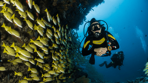 A person scuba diving with coral reefs at the bottom and a school of fishes next to him, another person also seen scuba diving behind him.